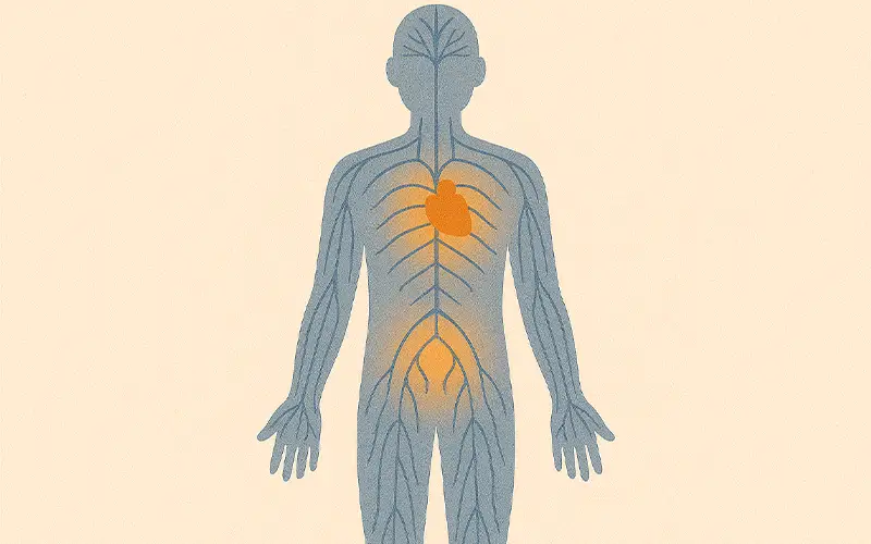 Nervous system with glowing areas around heart/stomach